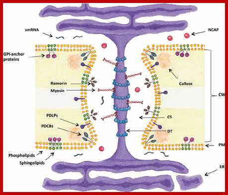 Fig. 1 Plasmodesmata. Plasma membrane-lined pores called plasmodesmata (PD) penetrate cell walls (CW) of neighboring cells. Compressed endoplasmic reticulum (ER), called desmotubule (DT), runs through the pore. Molecules such as non-cell-autonomous proteins (NCAPs) and small RNAs (smRNAs) can move from cell to cell via the cytoplasmic sleeve (CS) or along the ER membrane. Small molecules can also move via the DT lumen. Callose turnover at the neck region of PD regulates the channel aperture. Various PD-localized proteins have been identifi ed, including remorins, myosin, GPI-anchor proteins, callose-binding proteins (PDCBs), and PD-localized proteins (PDLPs). Remorins and GPI-anchor proteins may be associated with sphingolipid- containing microdomains of PM 
                