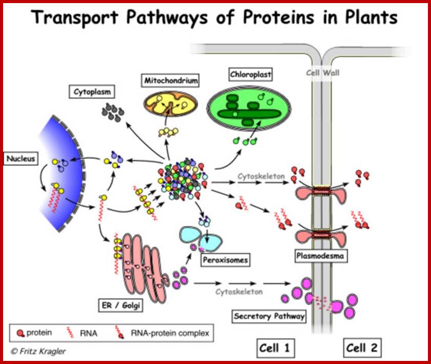 Description: http://www.univie.ac.at/ibmz/groups/kragIm/kragler%20protein%20transport.jpg