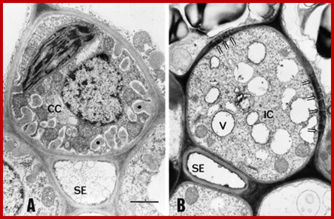 Description: Figure 1.