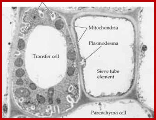 Description: http://www.78stepshealth.us/plasma-membrane/images/3342_921_1442-disease-apoplast.jpg