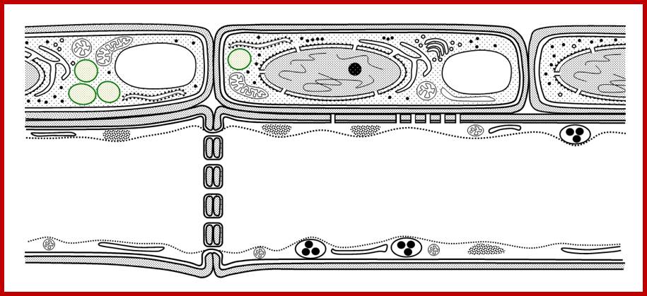 Description: http://cronodon.com/images/Phloem_diagram.jpg