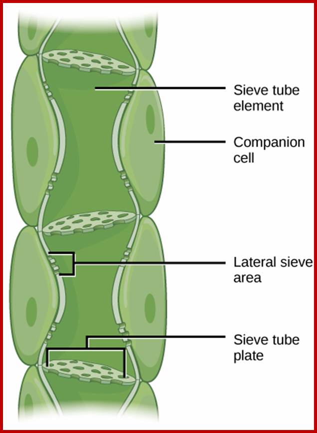 Translocation to the phloem