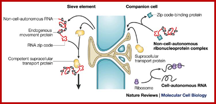 RNA as a long-distance information macromolecule in plants