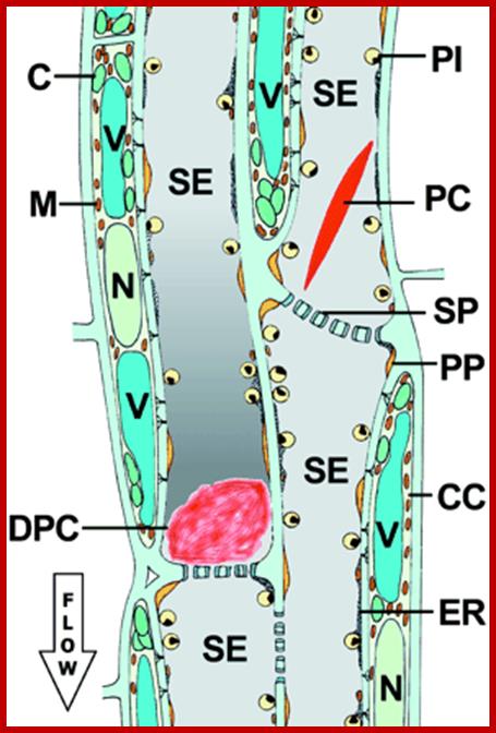 Description: Figure 1.