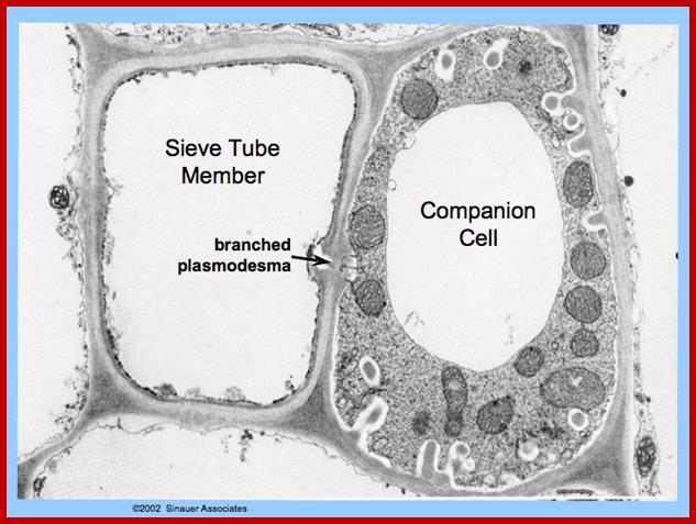 Description: http://plantphys.info/plant_physiology/images/transfercs.gif