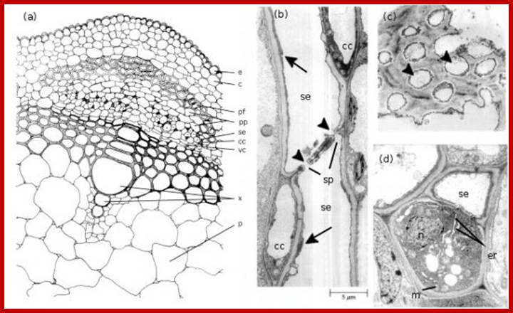 Description: http://plantsinaction.science.uq.edu.au/sites/plantsinaction.science.uq.edu.au/files/imagecache/figure-medium/Fig%205.16ann.jpg