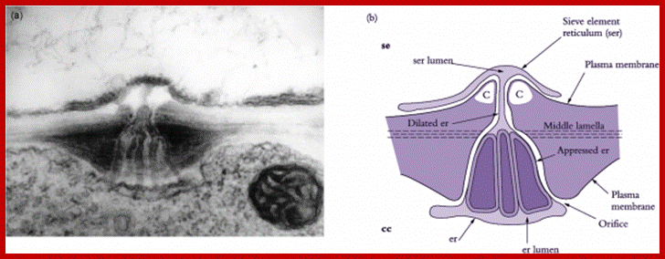 Description: http://plantsinaction.science.uq.edu.au/sites/plantsinaction.science.uq.edu.au/files/imagecache/figure-medium/Fig_p_5.17_0.png