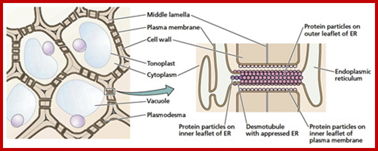 Description: http://www.tankonyvtar.hu/en/tartalom/tamop425/0010_1A_Book_angol_01_novenyelettan/images/img16.png