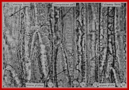 Plasmolytic Studies of Phloem