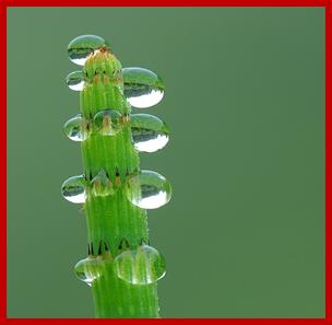 http://twistedsifter.files.wordpress.com/2013/05/guttation-droplets-on-leaves-2.jpg