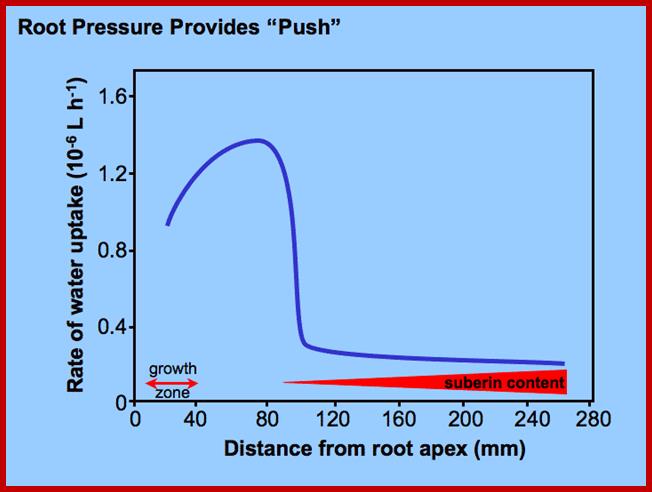 Description: http://plantphys.info/plant_physiology/images/suberizetip.gif