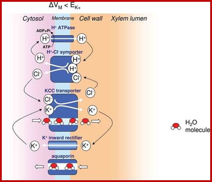 Description: Root pressure and beyond: energetically uphill water transport into xylem vessels? | Plant roots and rhizosphere | Scoop.it