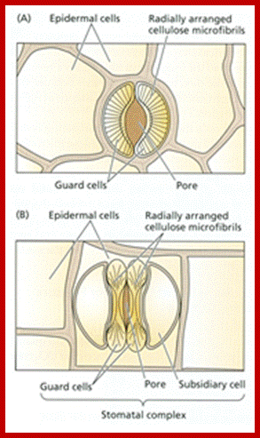 Description: http://www.tankonyvtar.hu/hu/tartalom/tamop425/0010_1A_Book_angol_01_novenyelettan/images/img09.png