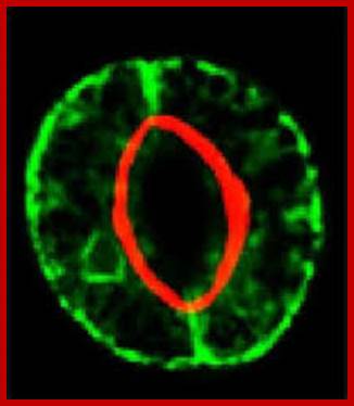 Image result for Stomata-different types