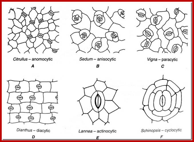 Types of Stomata