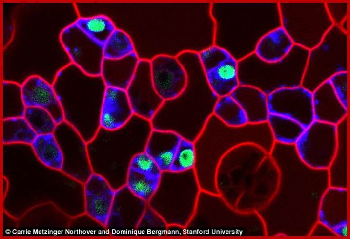 Description: Patterning pores: Confocal image of the Arabidopsis thaliana epidermis highlighting the origin of stomatal lineage stem cells