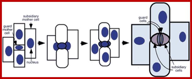 Description: http://6e.plantphys.net/ch/17/essay17.01/we1601a_s.png