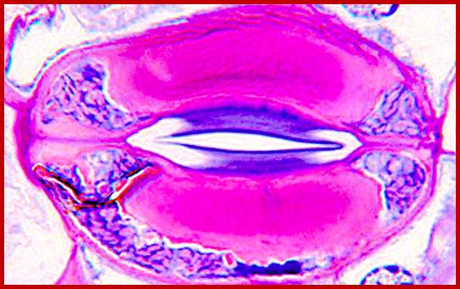 Description: Stomata in the three earliest-divergent lineages of extant angiosperms