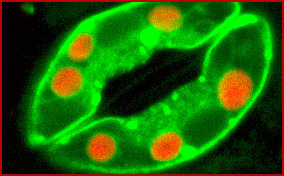 Description: https://plantstomata.files.wordpress.com/2015/09/plant_stoma_guard_cells.png?w=825&h=510&crop=1