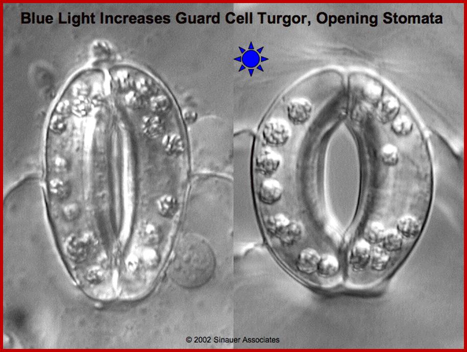 Description: http://plantphys.info/plant_physiology/images/stomata.gif