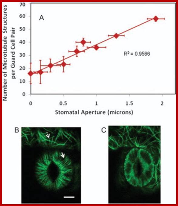 Correlation between Guard Cell Microtubule Structure Number and Stomatal ...