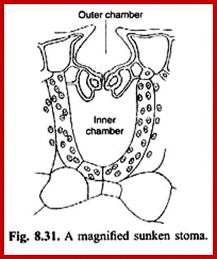 Description: http://www.biologydiscussion.com/wp-content/uploads/2015/01/image102.png