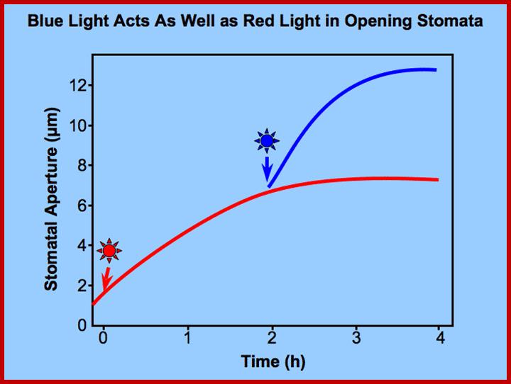 Description: http://plantphys.info/plant_physiology/images/redbluestoma.gif
