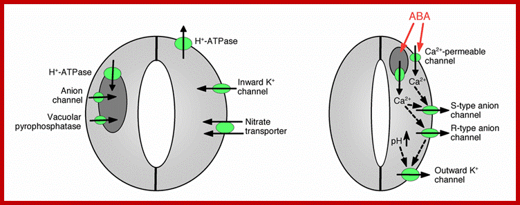 diagram of ion channels controlling stomatal aperture