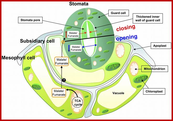 Description: http://www.plantcell.org/content/23/2/600/F14.large.jpg