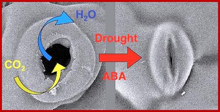 Description: http://plantcellbiology.masters.grkraj.org/html/Plant_Growth_And_Development6-Plant_Hormones-Abscissins_files/image014.jpg