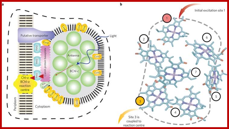 A quantum machine for efficient light-energy harvesting.