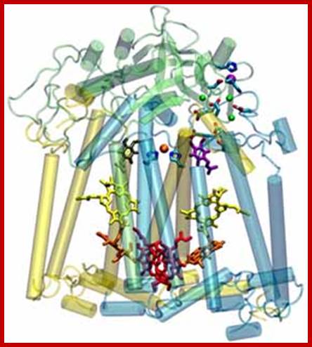 protein diagram