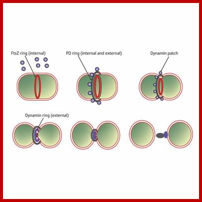 Image result for Bacteria and chloroplast division with Ftz structures