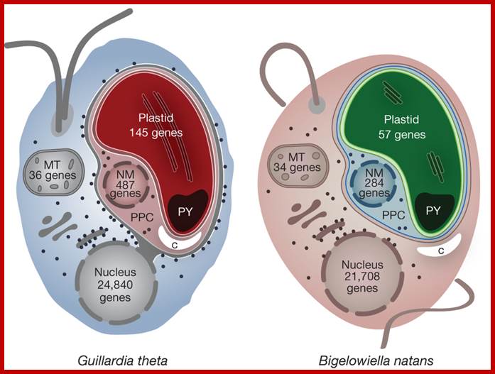 Cryptophyte and chlorarachniophyte cell biology.