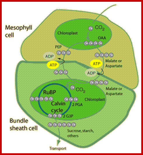 Description: http://hyperphysics.phy-astr.gsu.edu/hbase/biology/imgbio/calc4.gif