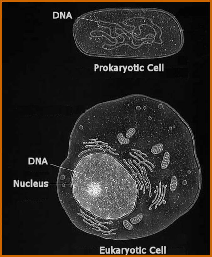 Description: http://www.fossilmuseum.net/Paleobiology/Images/Cells.jpg