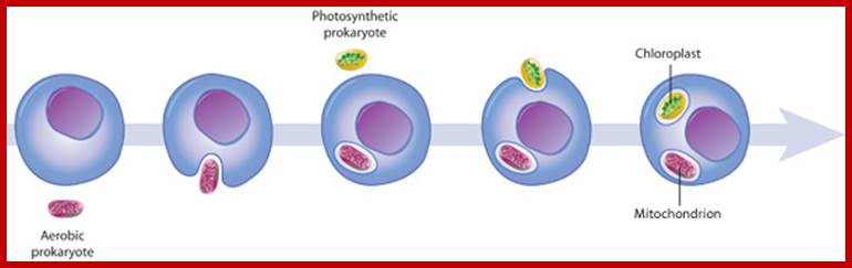 Description: http://www.nature.com/scitable/content/ne0000/ne0000/ne0000/ne0000/14747702/U1CP2-3_MitoChhloroOrigins_revised.jpg