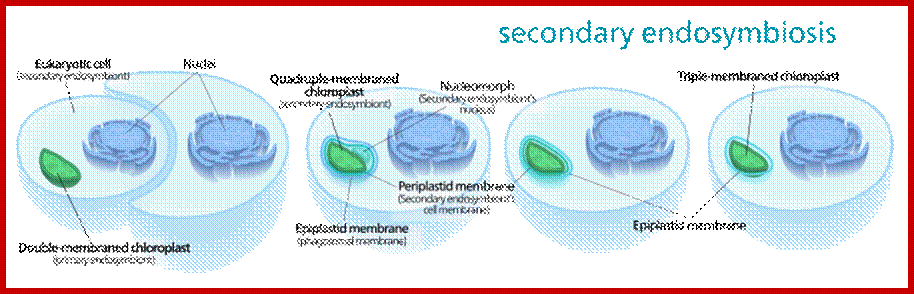 Description: Secondary endosymbiosis consisted of a eukaryotic alga being engulfed by another eukaryote, forming a chloroplast with three or four membranes.