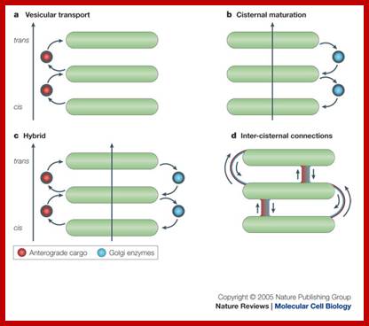 The maturing role of COPI vesicles in intra-Golgi transport