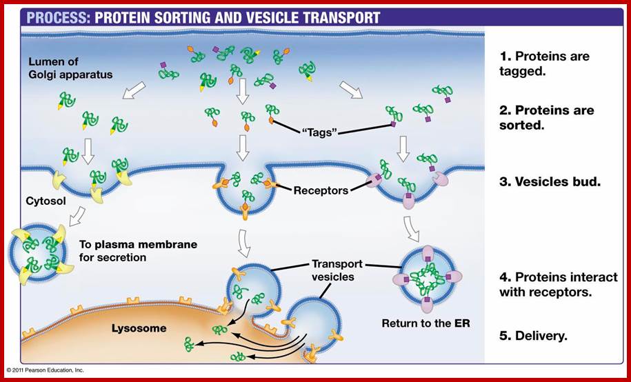 Description: http://bio100.class.uic.edu/lectures/07_28_protein_sorting-L.jpg