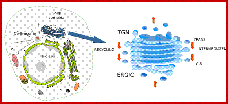 Description:  Golgi