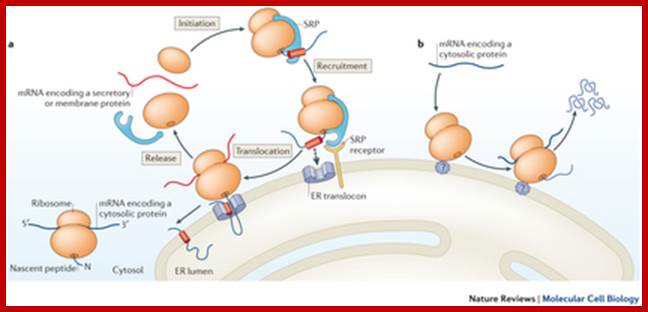 Revisiting translational compartmentalization.