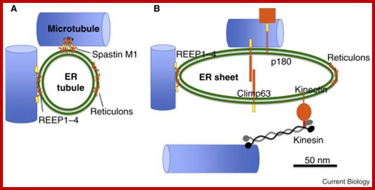 Description: Known microtubule-binding proteins on ER tubules and sheets.(A) ER tubule. The ...