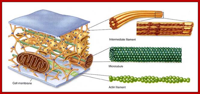 This illustration shows the three types of cytoskeletal components:  intermediate filaments, microtubules, and actin filaments.