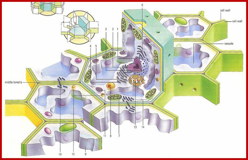 cross section through a plant cell and surrounding cells