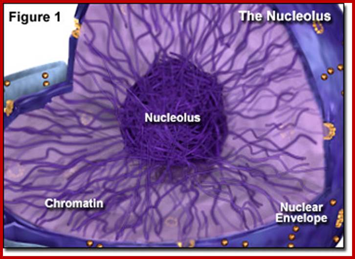 The Nucleolus