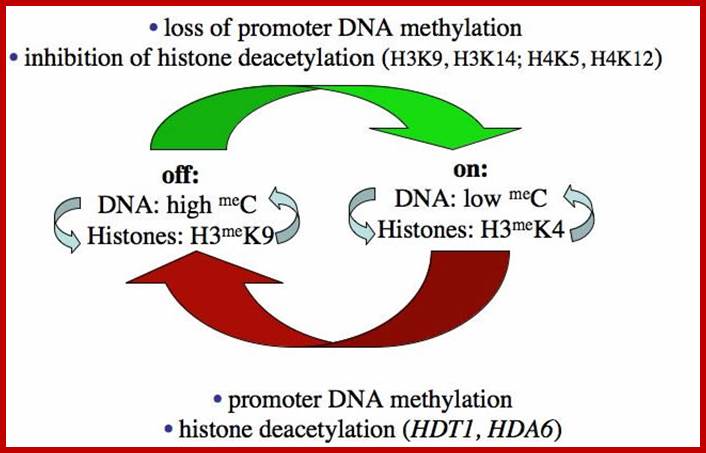 nuc dom chromatin