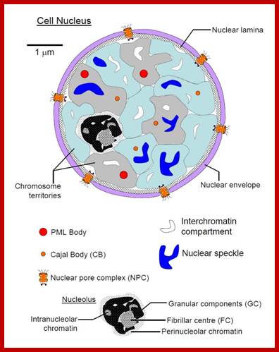 Cell nucleus showing additional structures