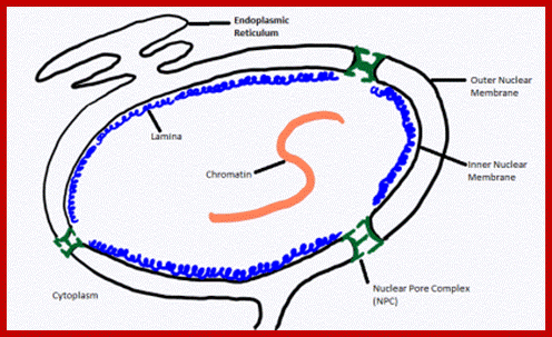 Description: https://cellbiology.med.unsw.edu.au/cellbiology/images/thumb/e/e8/Continuous_Structure_of_the_Nuclear_Envelope.png/420px-Continuous_Structure_of_the_Nuclear_Envelope.png