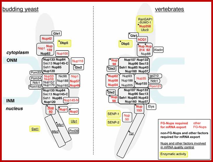 Genes 05 00767 g001 1024